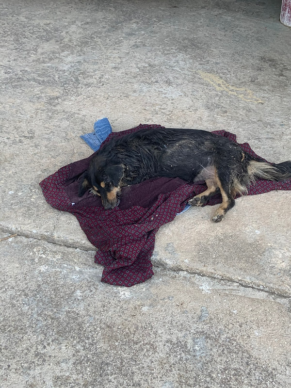 Ντροπή: Δολοφόνησαν με φόλες δεσποζόμενα σκυλάκια στην Αρχαία Νεμέα - ΠΕΛΟΠΟΝΝΗΣΟΣ