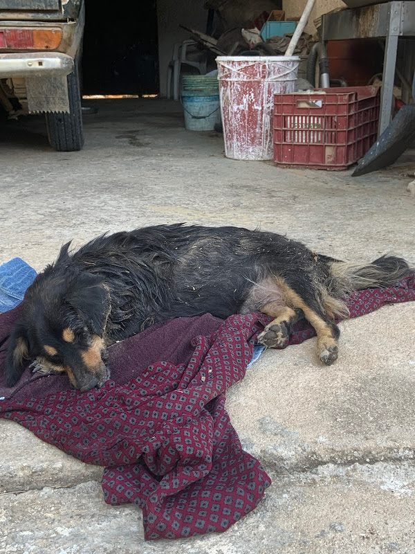 Ντροπή: Δολοφόνησαν με φόλες δεσποζόμενα σκυλάκια στην Αρχαία Νεμέα - ΠΕΛΟΠΟΝΝΗΣΟΣ