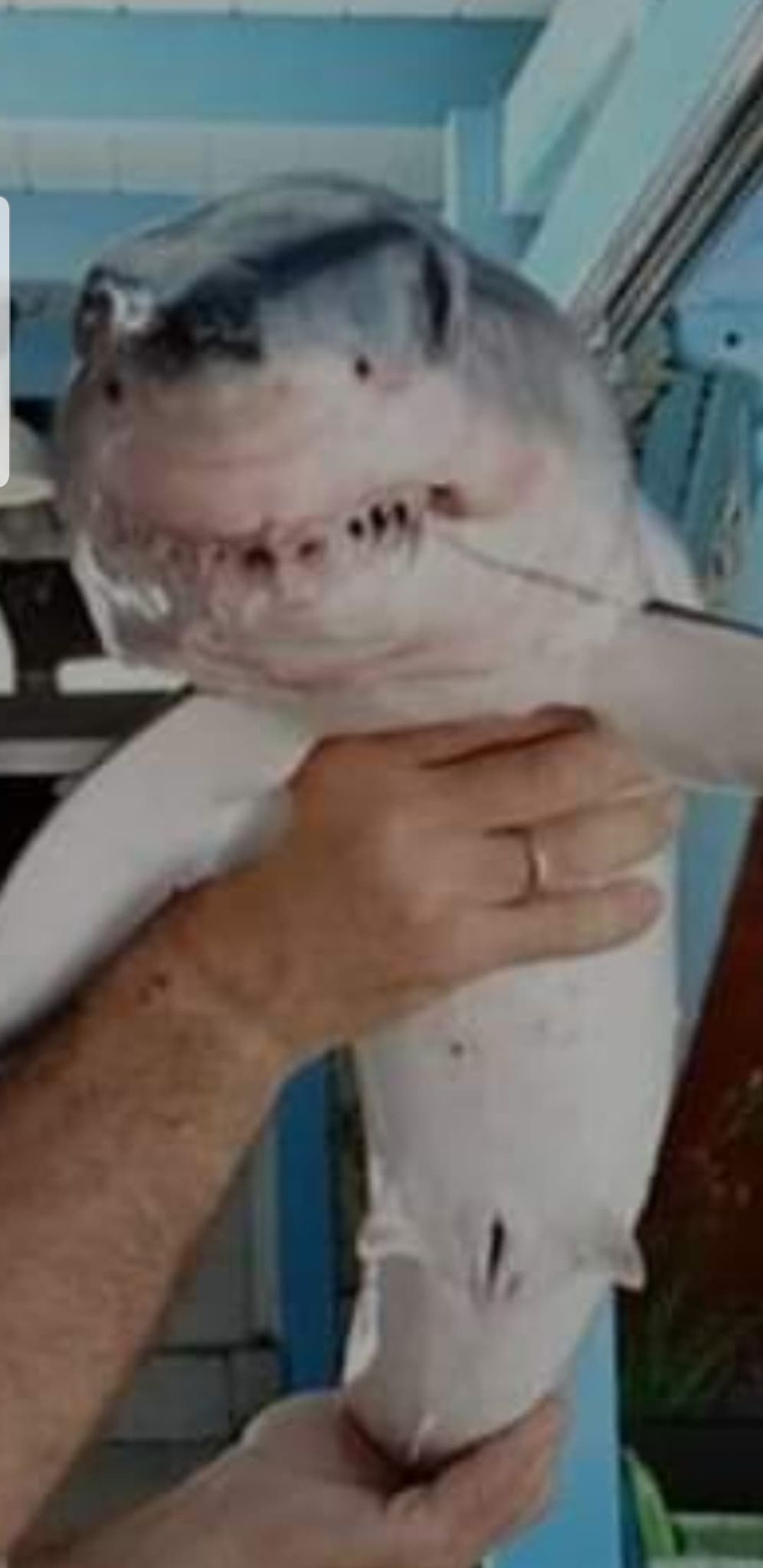 Κρήτη: Μυθική ψαριά - Βρήκε καρχαρία στα δίχτυα του - ΠΕΡΙΕΡΓΑ