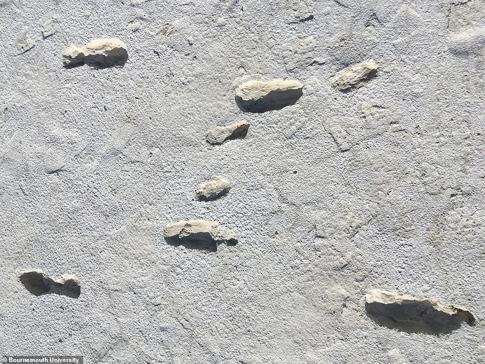 Απολιθωμένα ίχνη 13.000 ετών αποκαλύπτουν μια μητέρα και το παιδί της να τρέχουν για να γλιτώσουν από τα αρπακτικά - ΔΙΕΘΝΗ