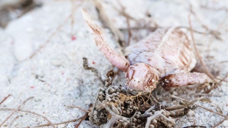 Σπανιότατο χελωνάκι- αλμπίνος που γεννήθηκε στην Αυστραλία παλεύει για την επιβίωσή του - ΠΕΡΙΕΡΓΑ