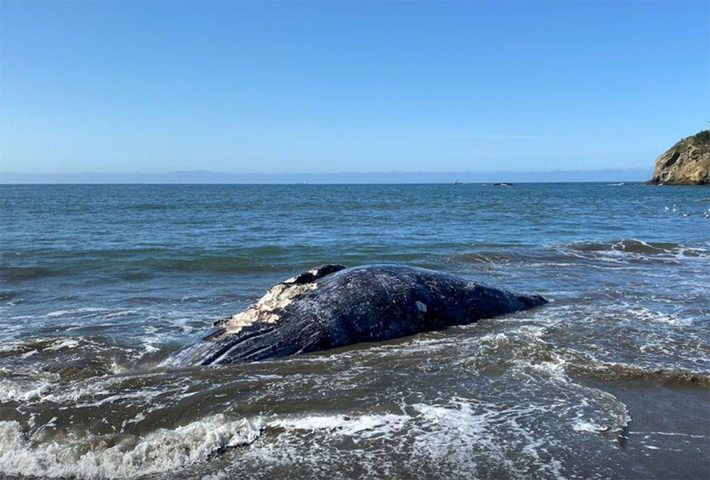 Τέσσερις γκρίζες φάλαινες ξεβράστηκαν νεκρές σε παραλίες του Σαν Φρανσίσκο [εικόνες] - ΔΙΕΘΝΗ