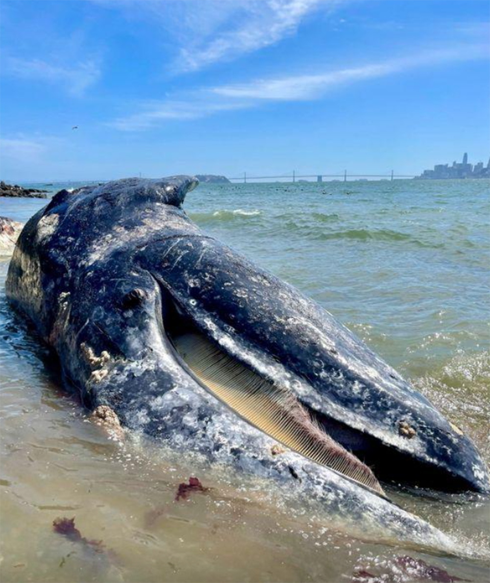 Τέσσερις γκρίζες φάλαινες ξεβράστηκαν νεκρές σε παραλίες του Σαν Φρανσίσκο [εικόνες] - ΔΙΕΘΝΗ