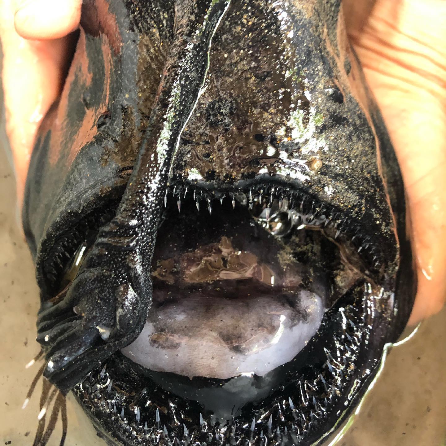 Σπάνιο ψάρι που ζει σε μεγάλα βάθη εντοπίστηκε στην καλιφορνέζικη ακτή - ΠΕΡΙΕΡΓΑ